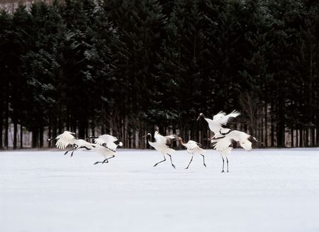 Flying Birds on Snowの写真素材