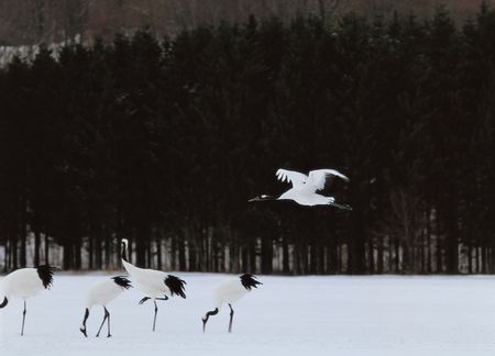 Birds in Snow Forestの写真素材