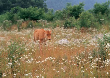 Cow in Flower Fieldの写真素材