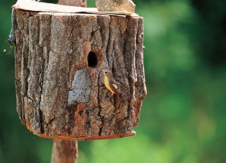 Bird House