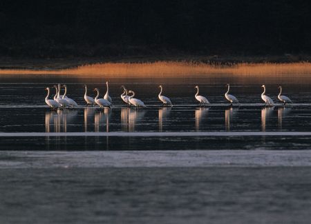 Birds in Lake
