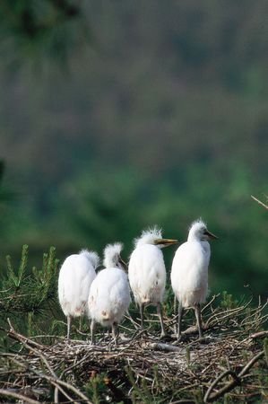 Bird on Wood Sticksの写真素材