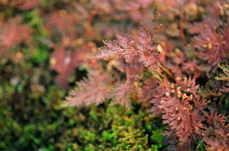 Leaves and Treeの写真素材