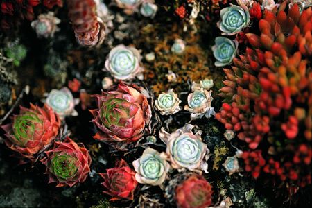 Rock below Flowerの写真素材