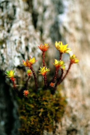 Rock by Flowerの写真素材