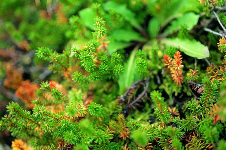 Pinetree and Leavesの写真素材