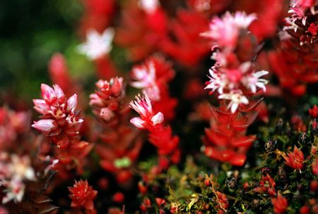 Flowers and Caneの写真素材