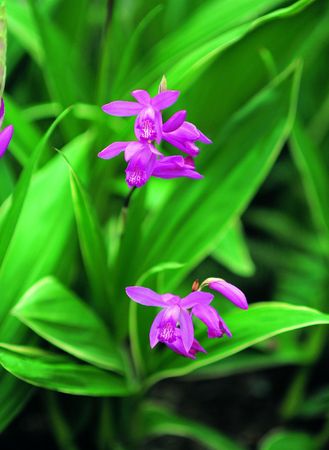 Flowers on Groundの写真素材