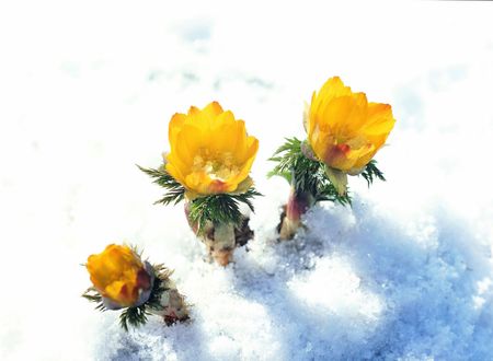 Flowers on Snowの写真素材