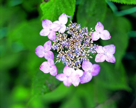 Triangle Flower