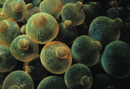 Mushrooms on Groundの写真素材