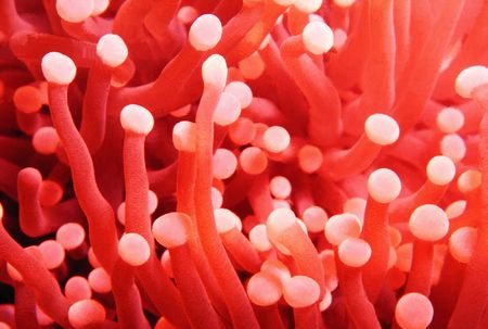 Anemone and Seaの写真素材