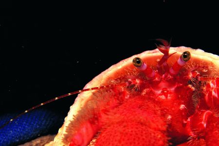 Crap and Eyeの写真素材