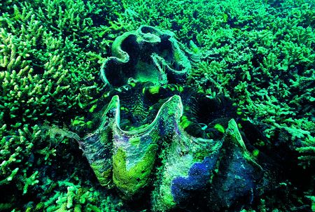 Big Cramの写真素材