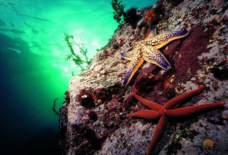 Starfish on Rockの写真素材