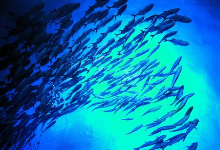 Moving Fishes