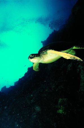 Turtle and Seaの写真素材