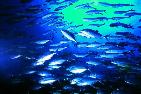 Fishes and Silver color