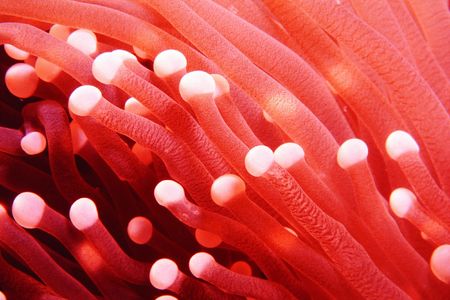 Creepy Anemoneの写真素材