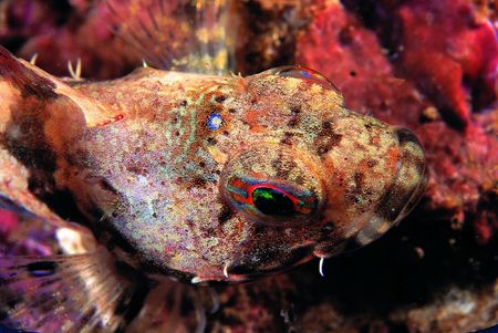 Fishs in Seaの写真素材