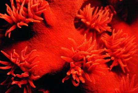 Red Anemonesの写真素材
