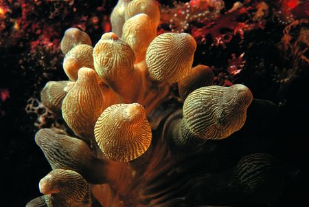 Dark sea and Mushroom