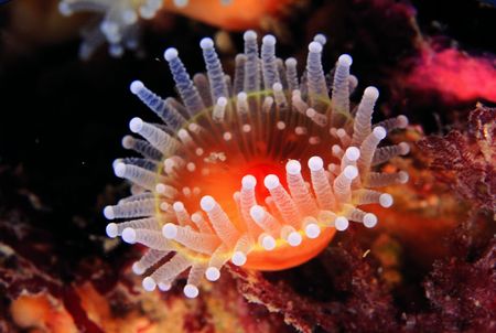 Round Anemoneの写真素材