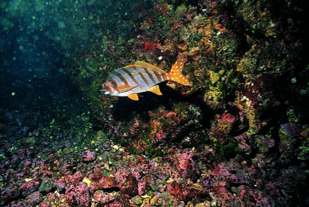 Fishes and Rockの写真素材