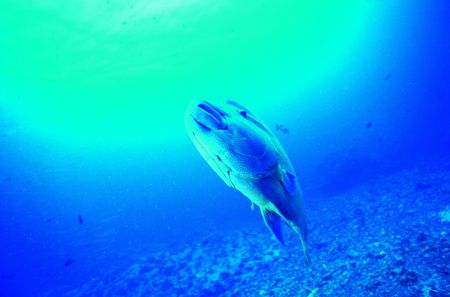 Swimming Fish