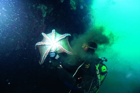 Octopus with Person
