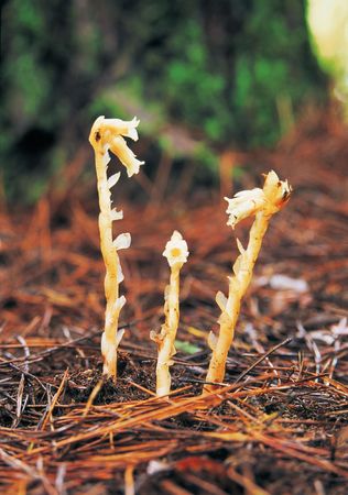 Scene of Natureの写真素材