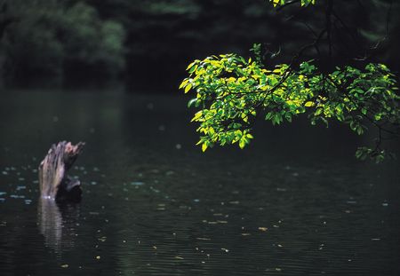 Nature Viewの写真素材