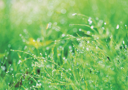 Plantの写真素材