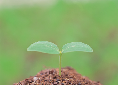 Plantの写真素材