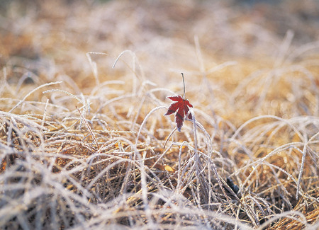 Maple Leafの写真素材