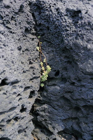 Plant Imagesの写真素材