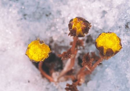 Plantの写真素材