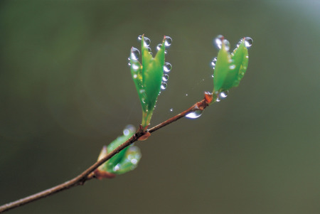 Plantの写真素材