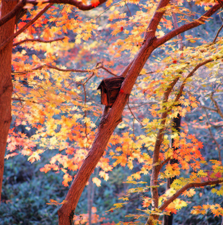 Wood Imageの写真素材