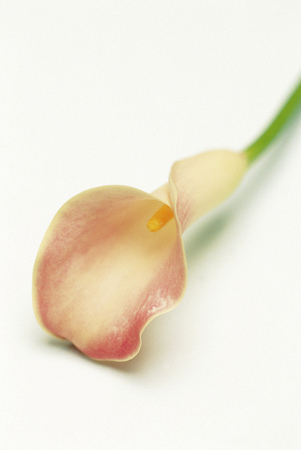 Flower imageの写真素材