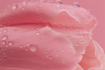 Beautiful Flowersの写真素材