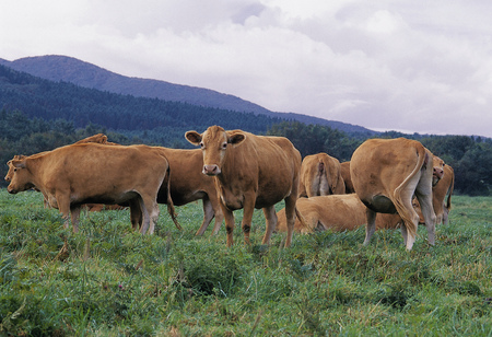 Cattle on farm