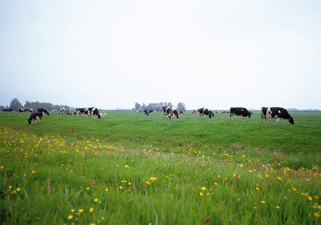 Natureの写真素材
