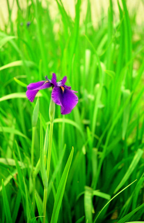 Flower imageの写真素材