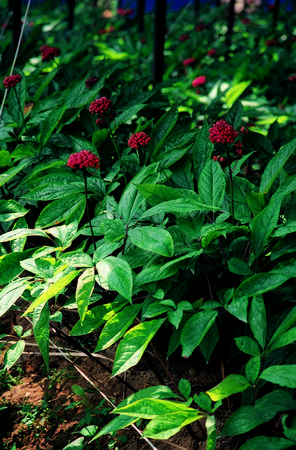 Flower imageの写真素材