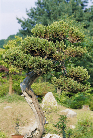 Wood Imageの写真素材