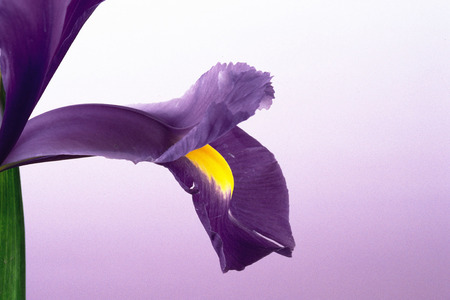 Beautiful Flowers