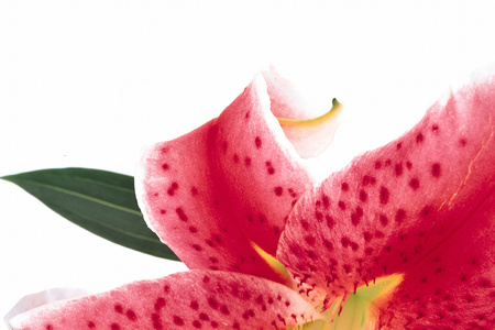 Beautiful Flowersの写真素材