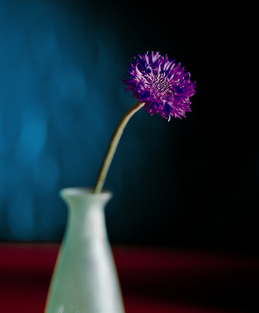 Flower imageの写真素材