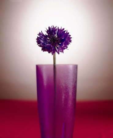 Flower imageの写真素材